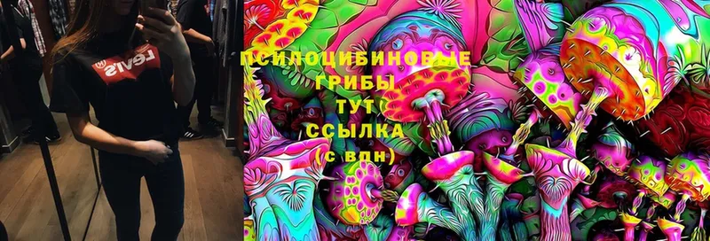 Галлюциногенные грибы Psilocybe  Мышкин 